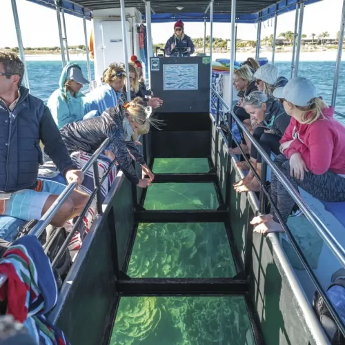 best whale shark tour exmouth