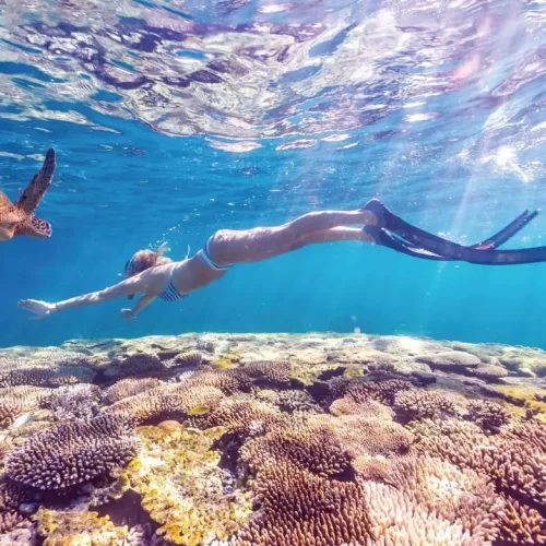 ningaloo whale shark tours