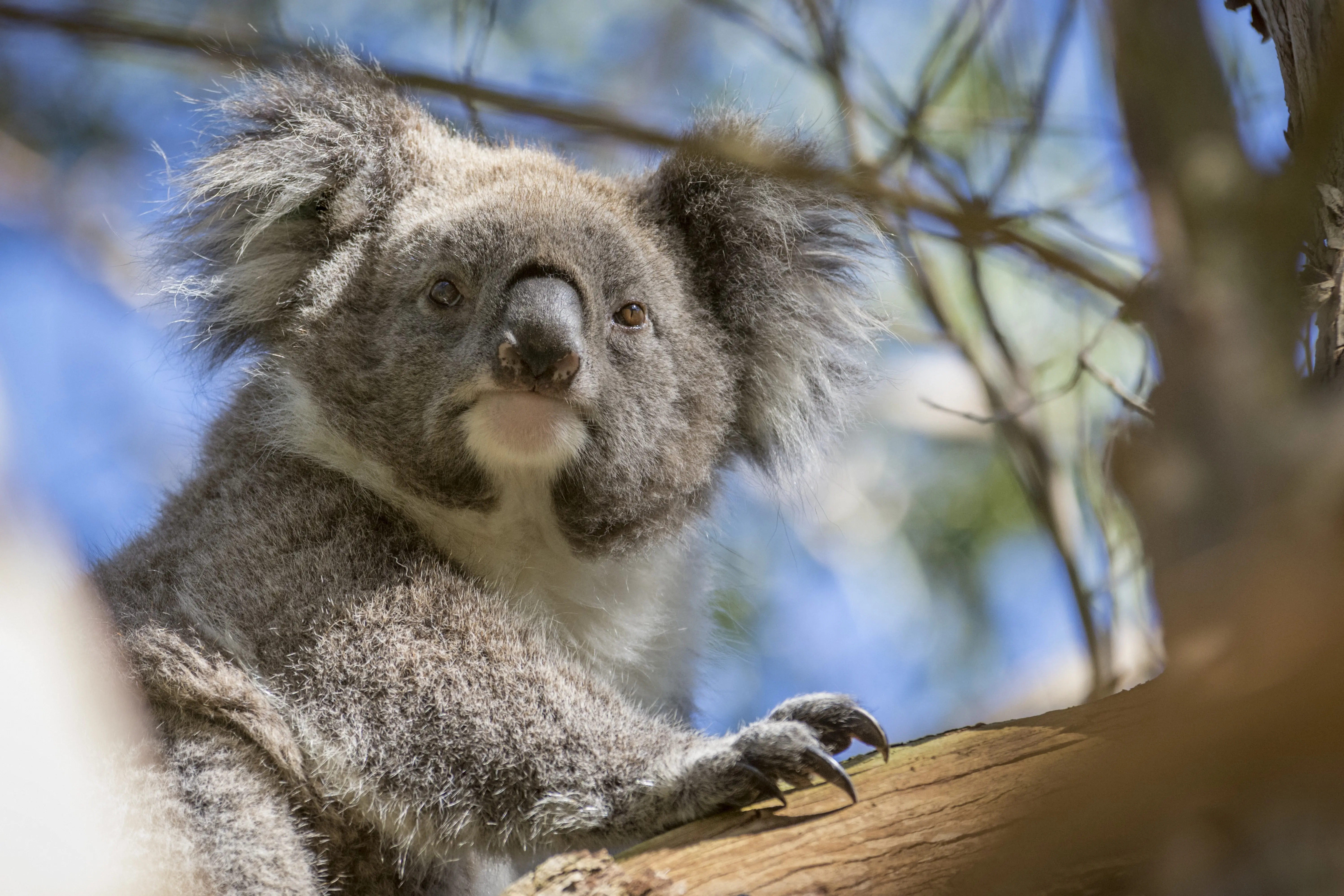 best great ocean road tours