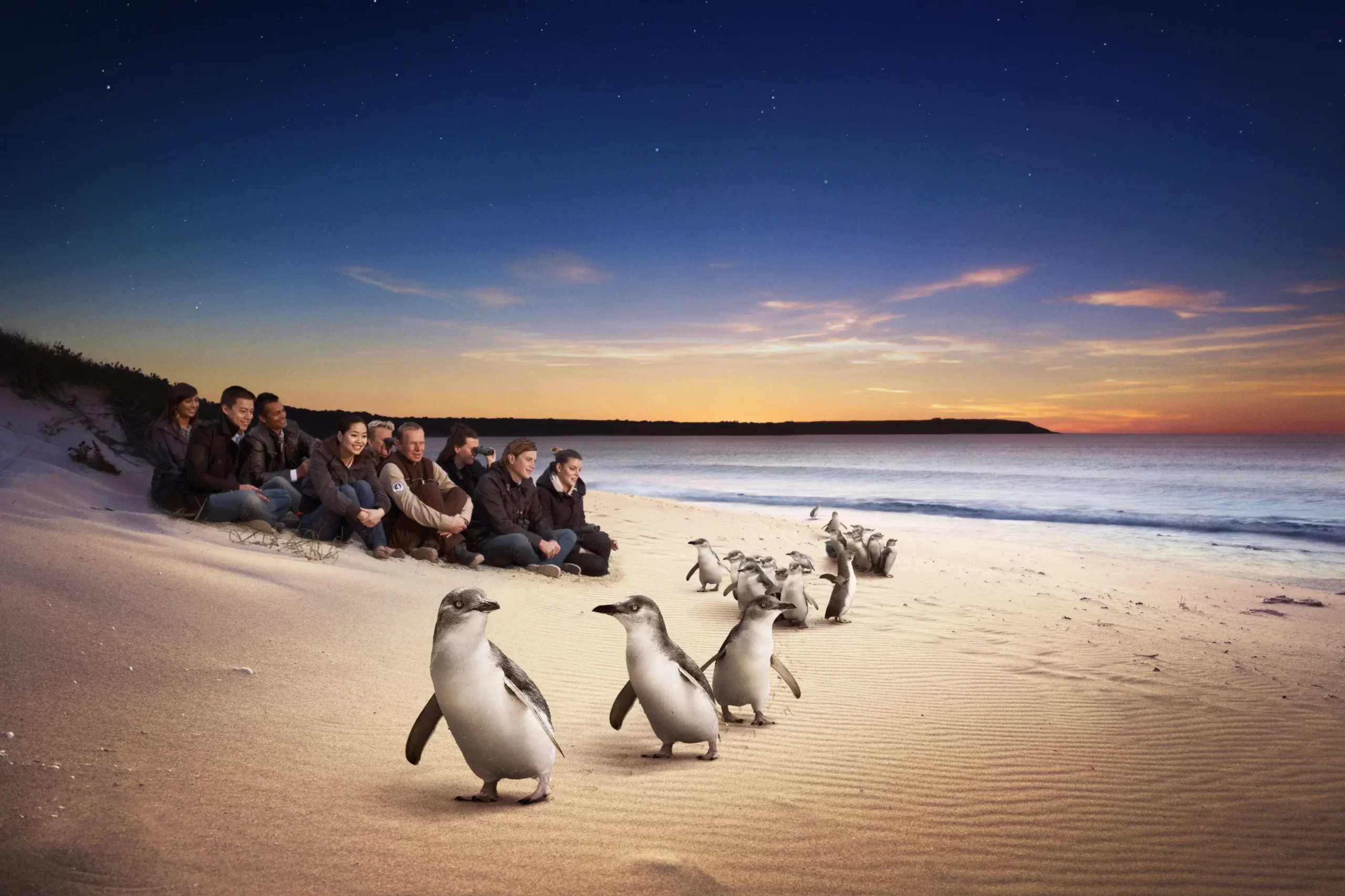 phillip island tours