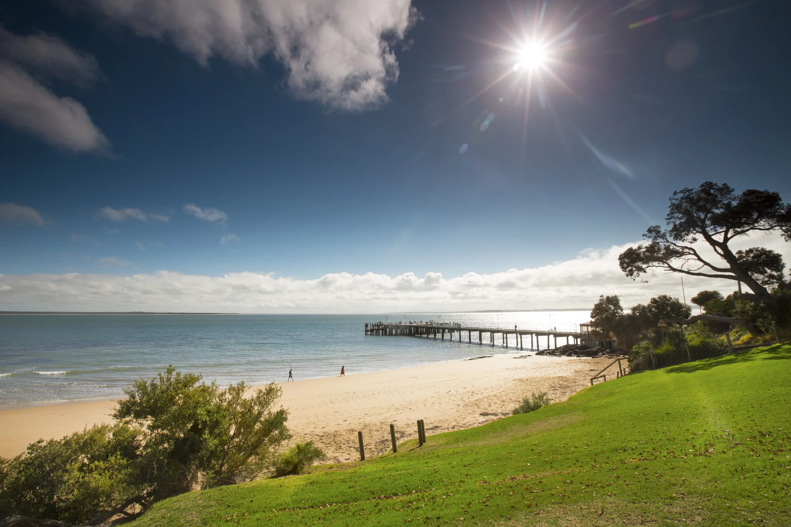 phillip island penguin tours