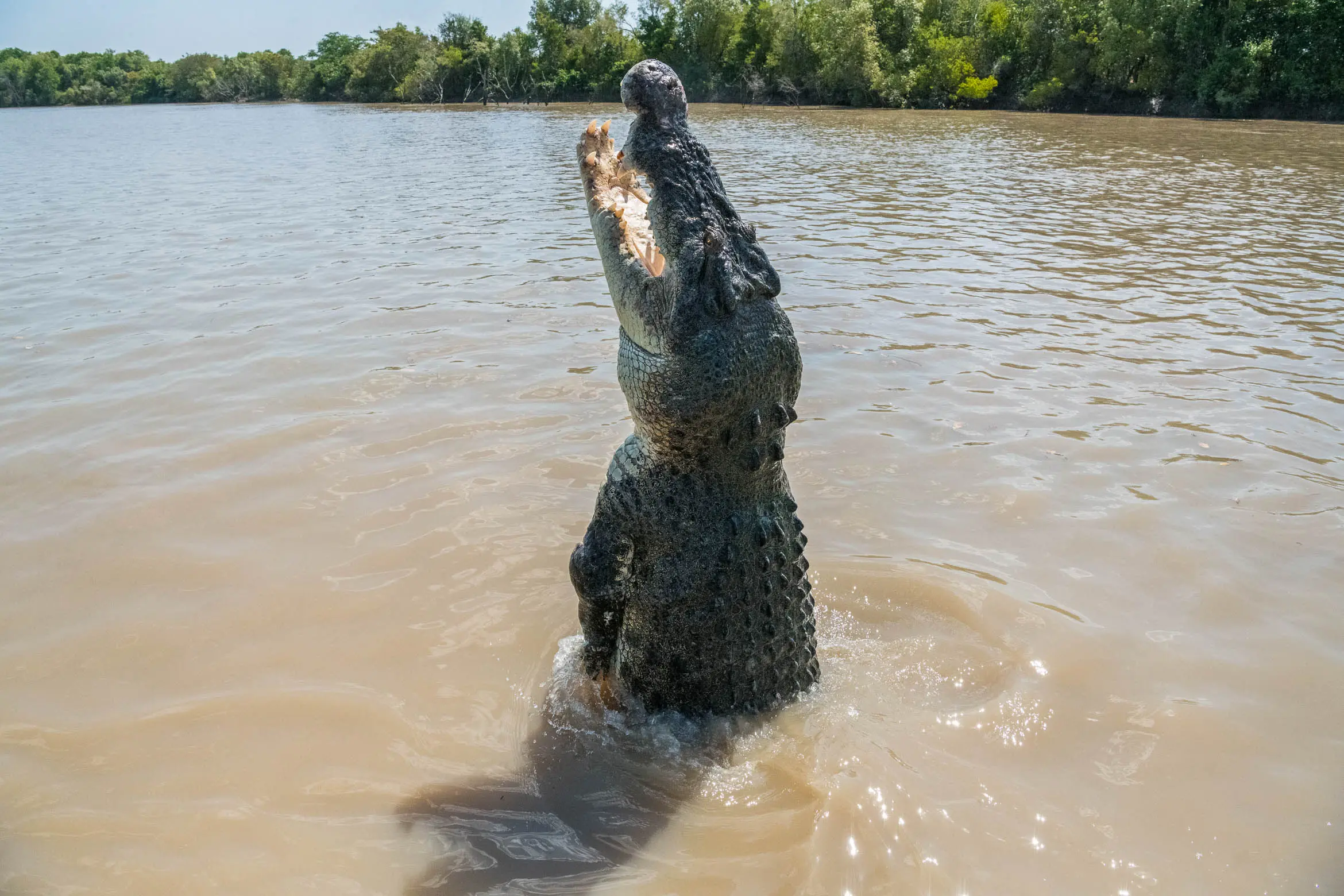darwin crocodile tour