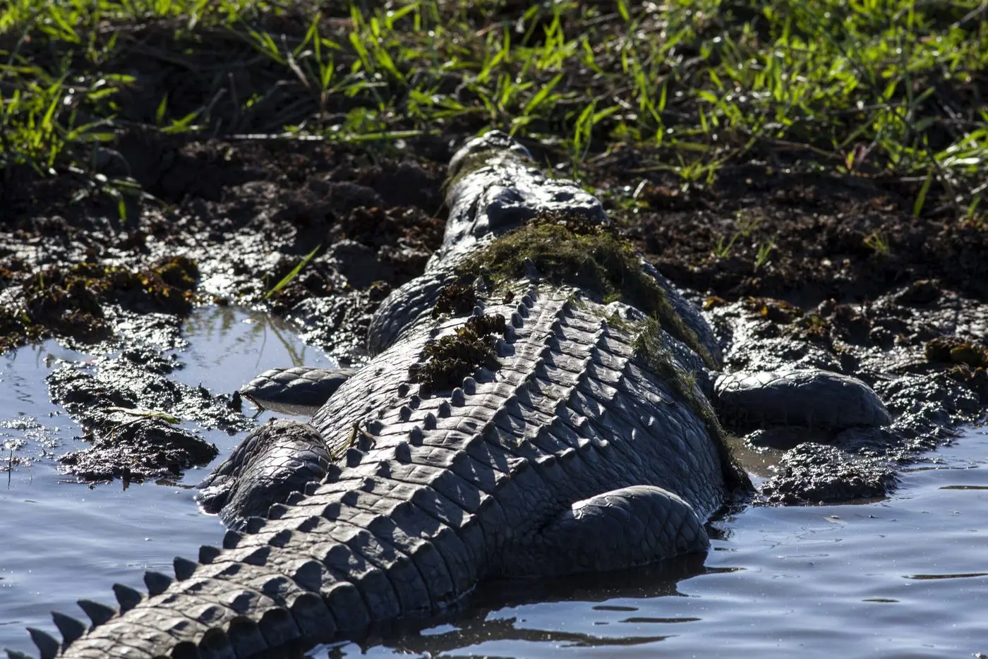 croc tours darwin