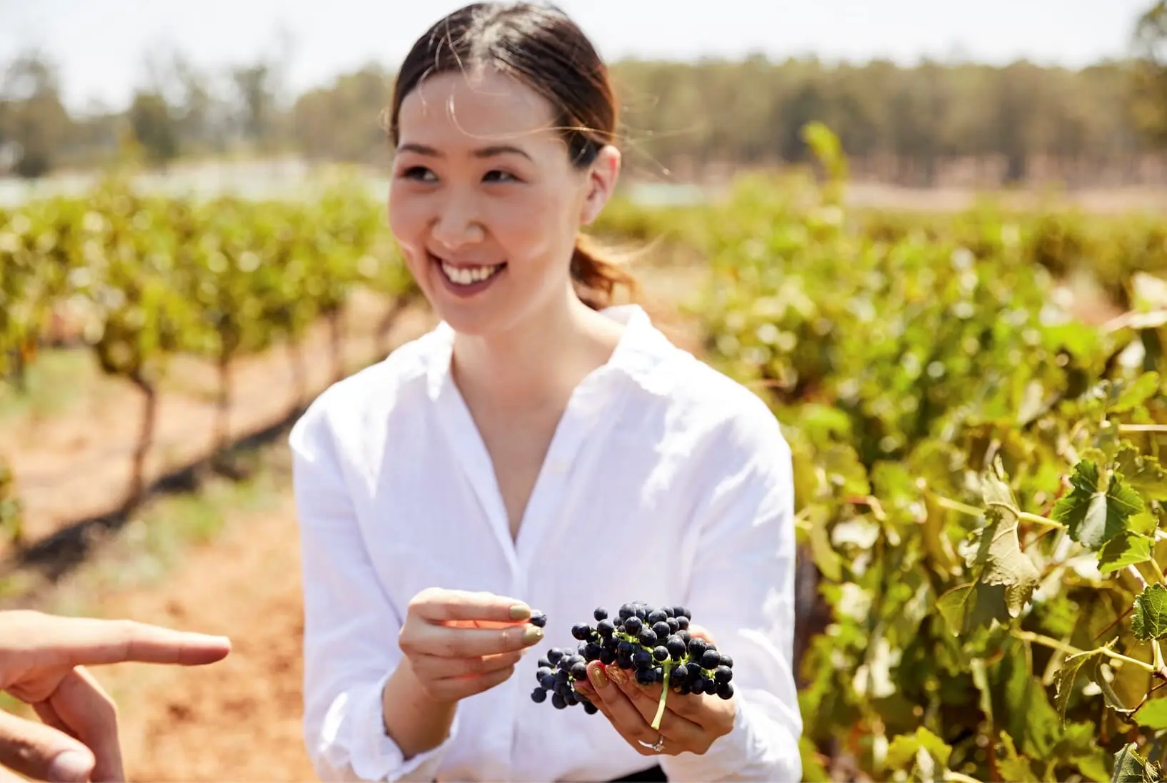 private hunter valley wine tours from sydney