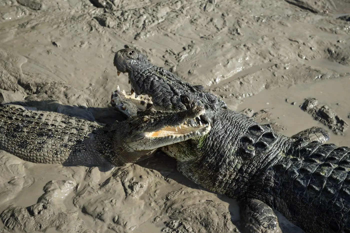 jumping crocodile tours