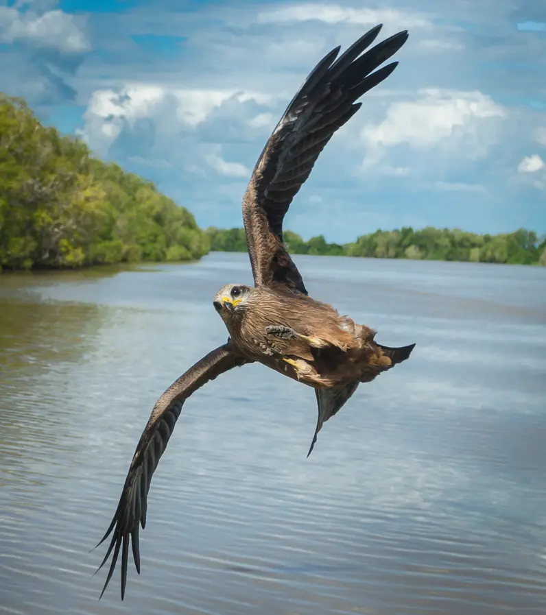 jumping croc tour adelai river