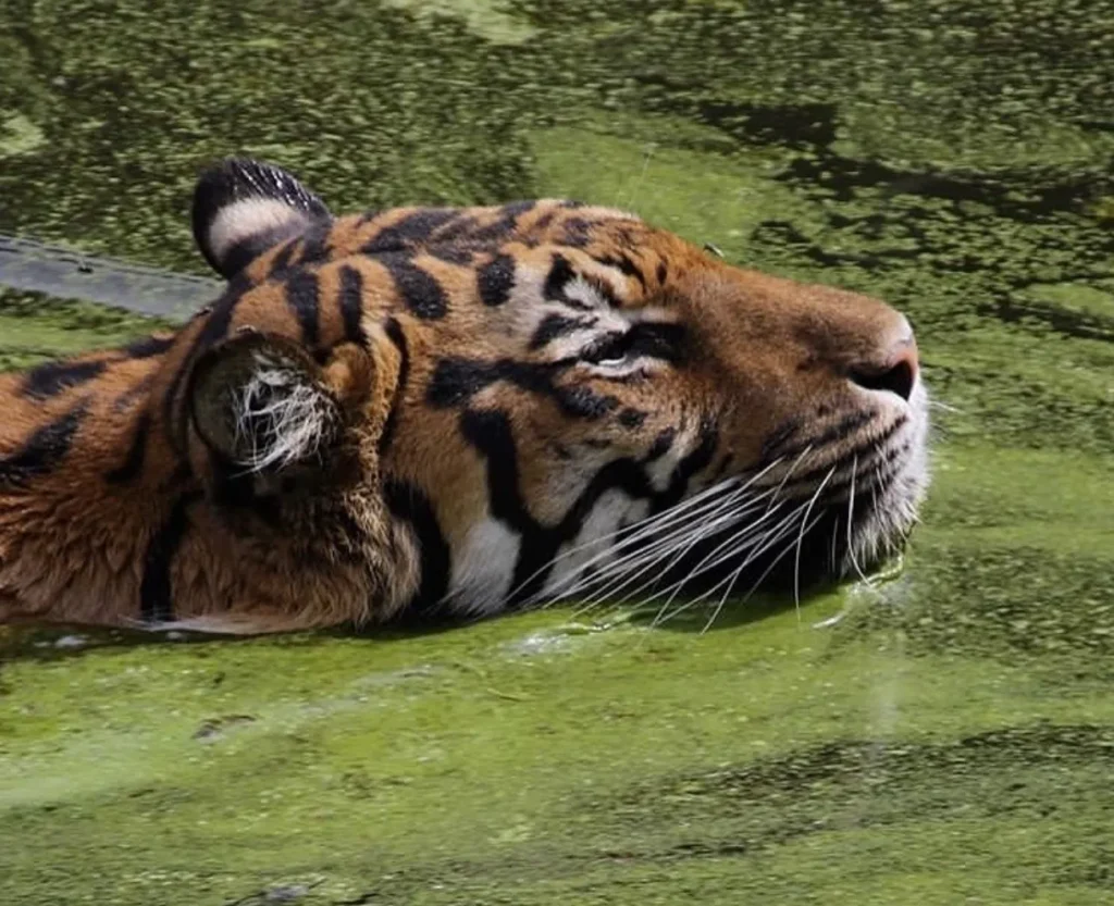 Melbourne Zoo