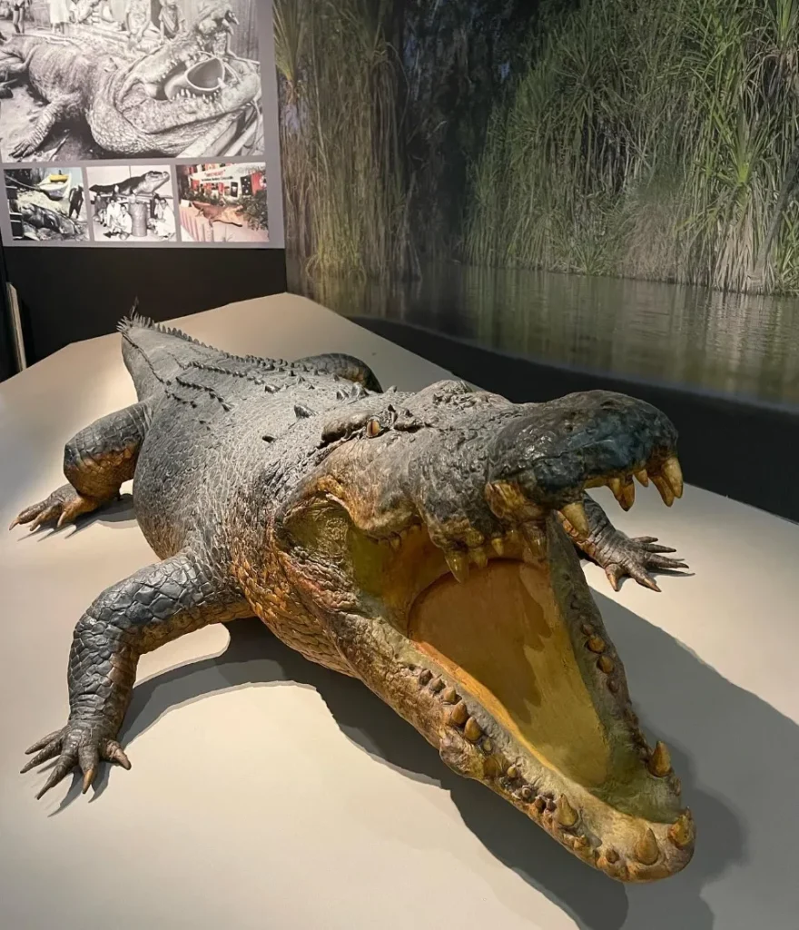 the Museum and Art Gallery of Northern Territory