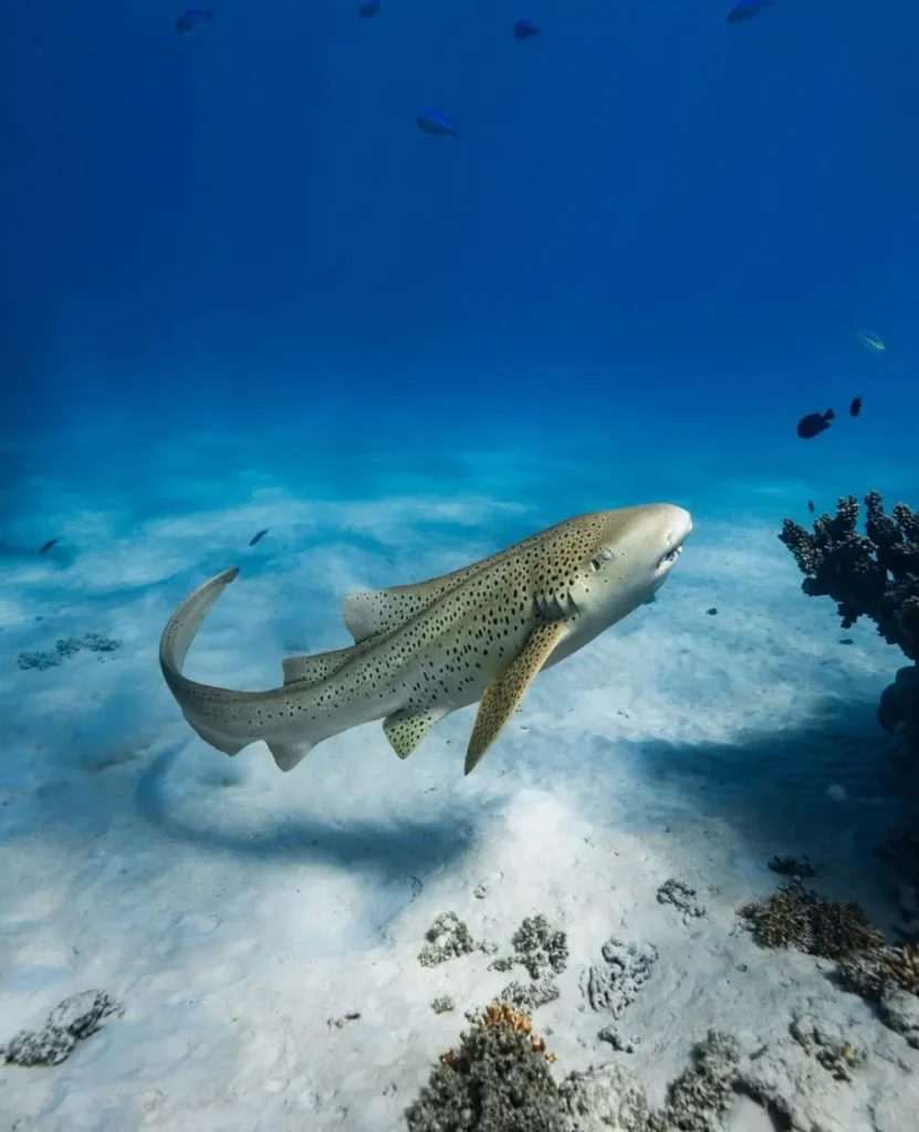 Exploring the Ningaloo Reef