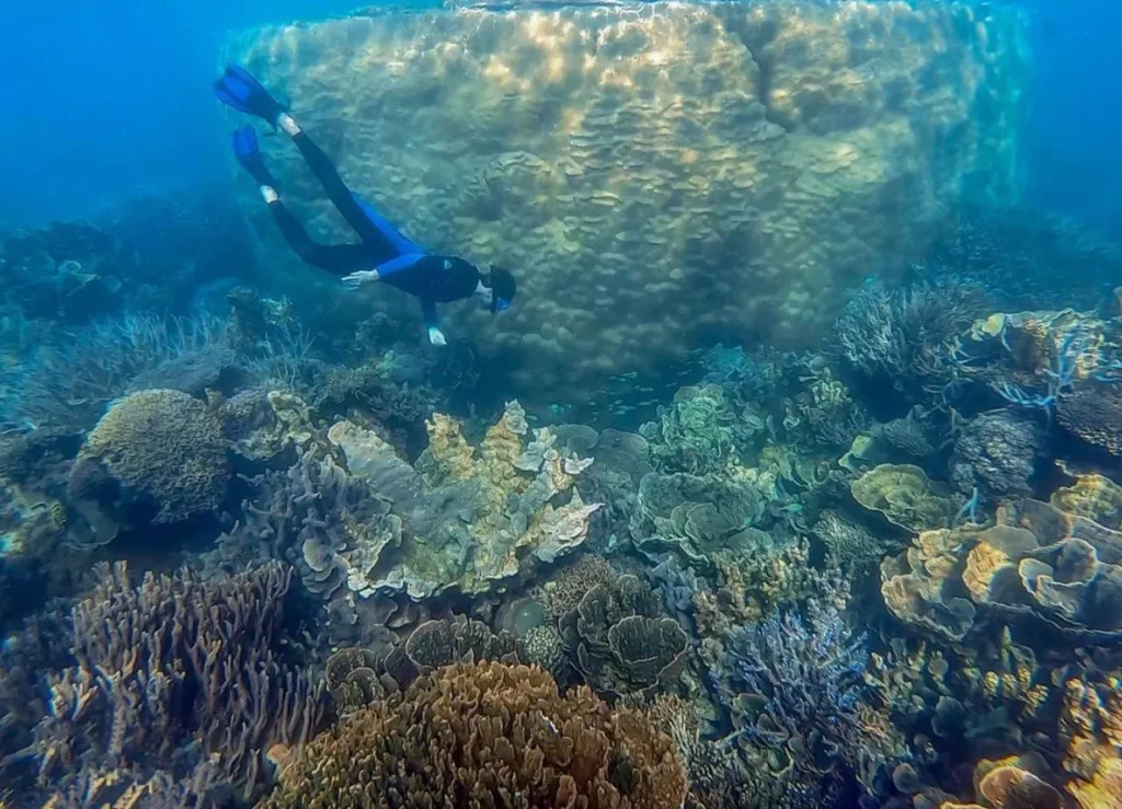Ningaloo Reef Snorkeling
