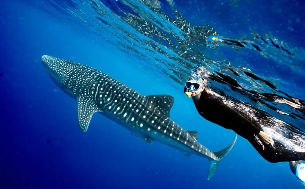 Ningaloo Reef Snorkelling
