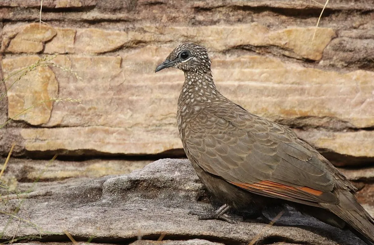 Bird Watching Ethics