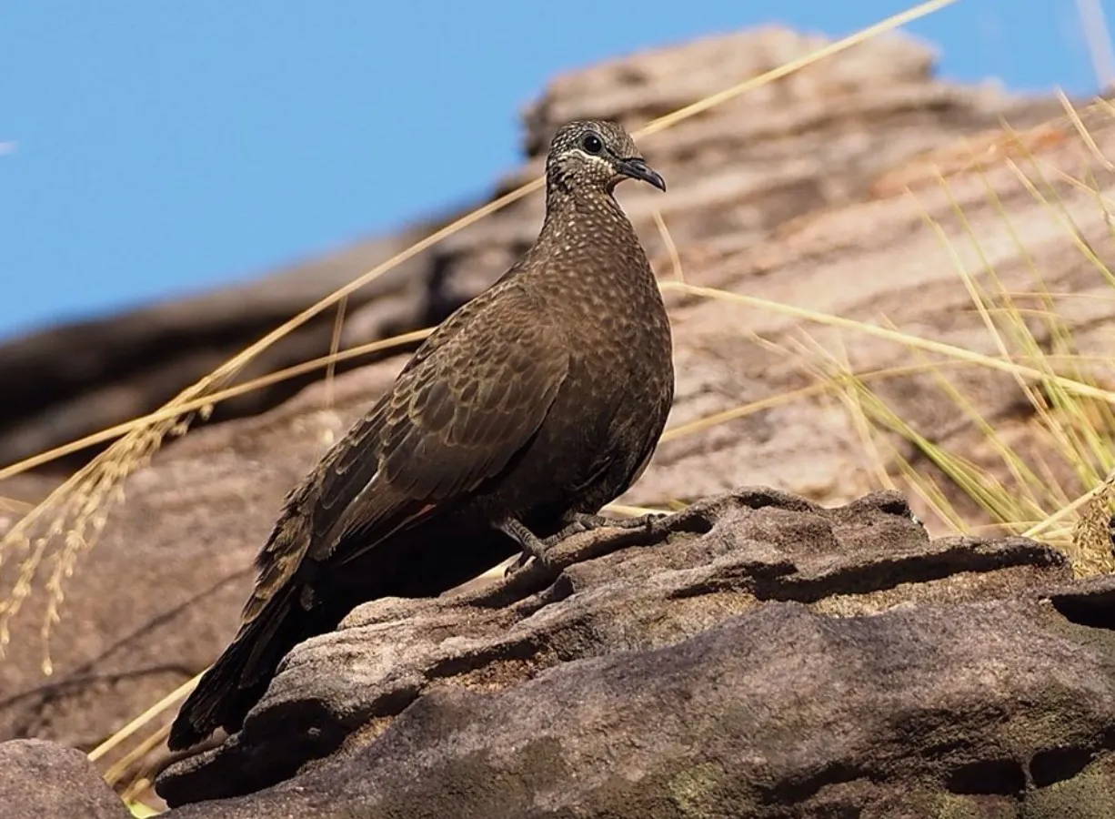 Chestnut-Quilled Rock Pigeon