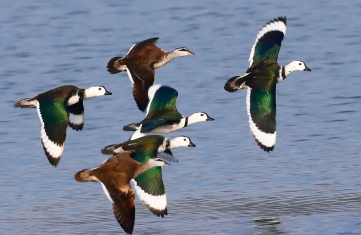 Green Pygmy-goose