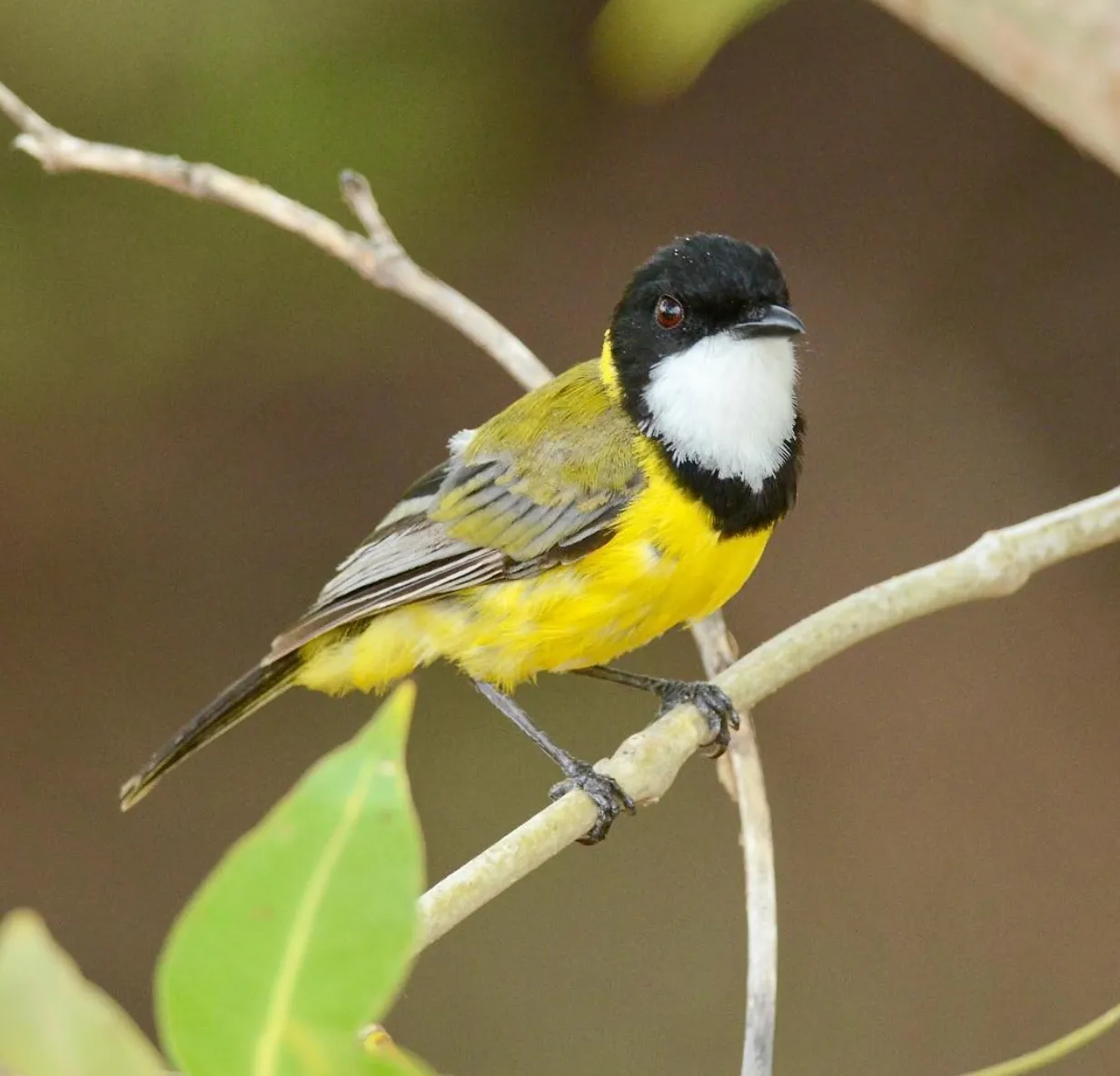 Mangrove Golden Whistler