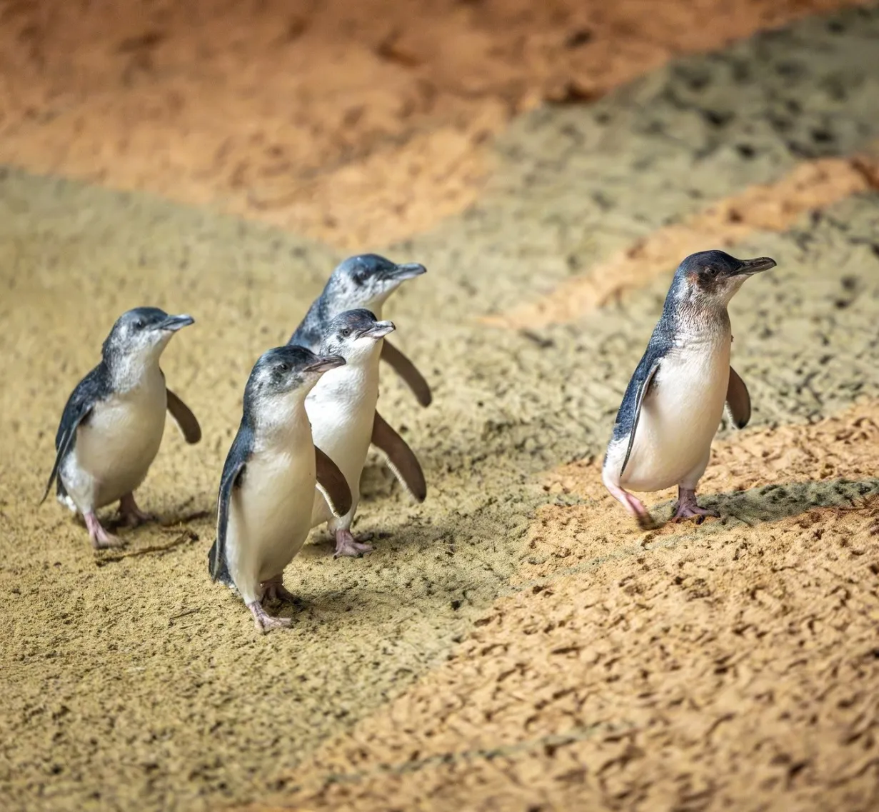 Phillip Island Penguins