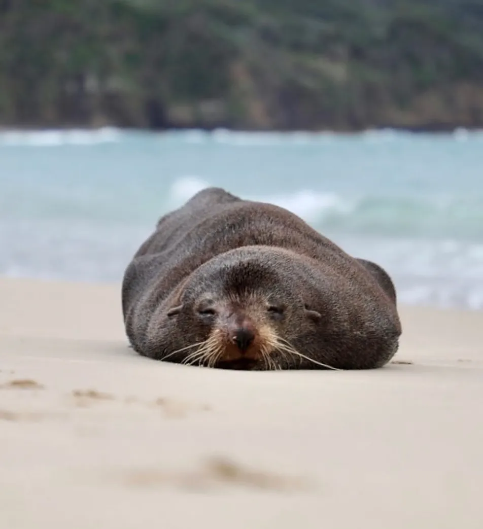 Seal Rocks