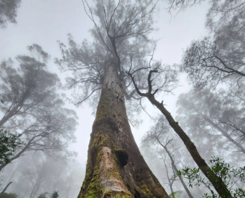 Black Spur forest trees