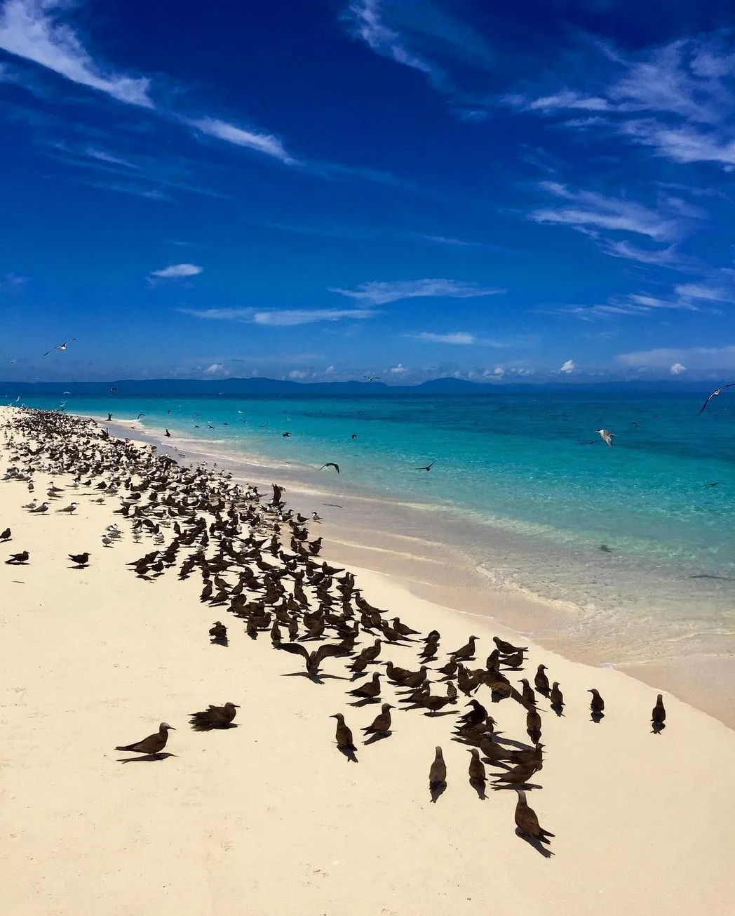 Michaelmas Cay