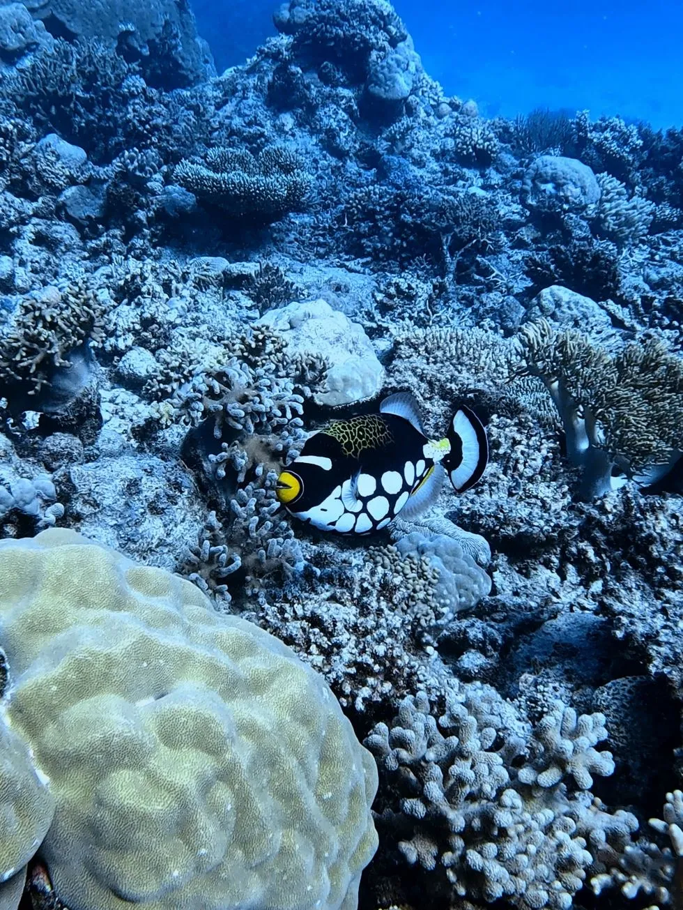 great barrier reef tours