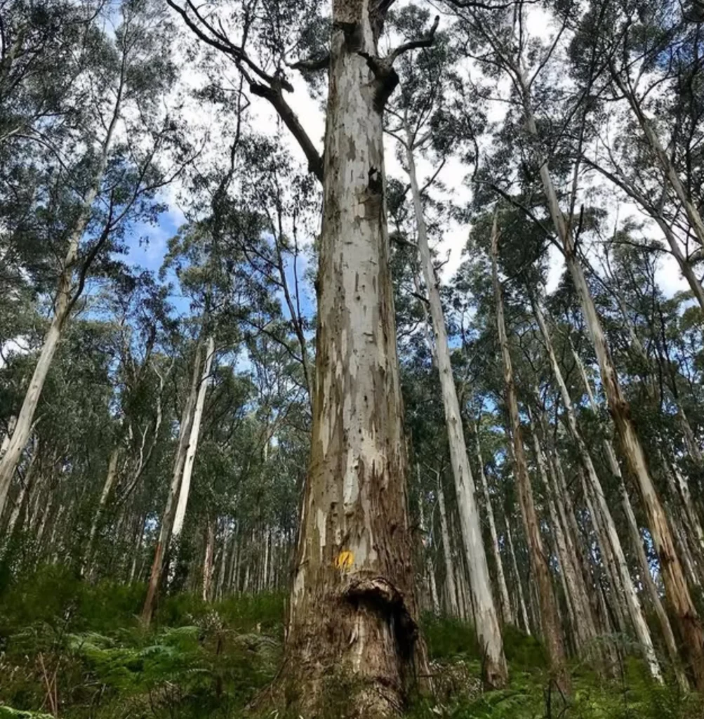 Yarra Ranges forest types