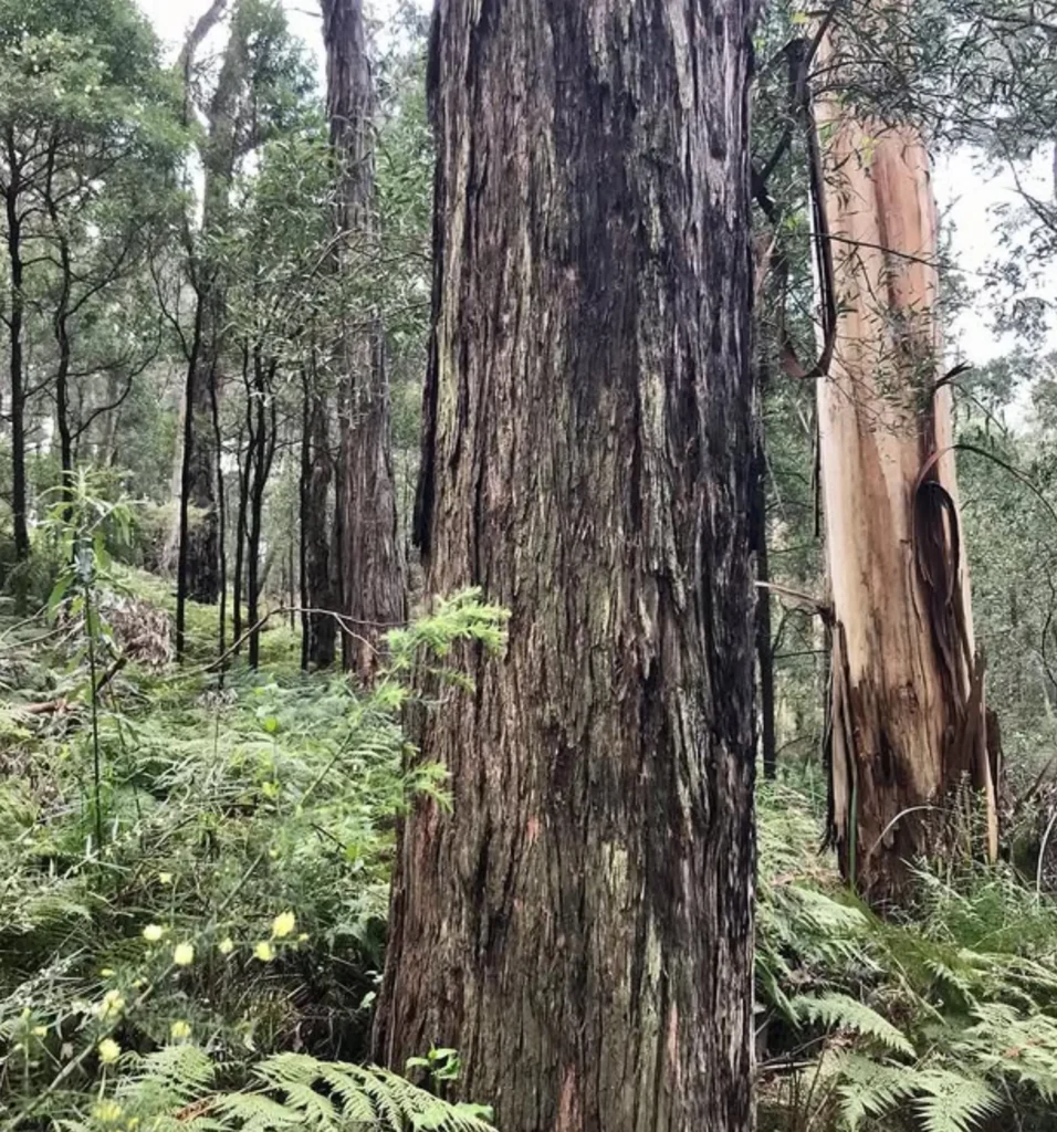 mountain ash Yarra Valley