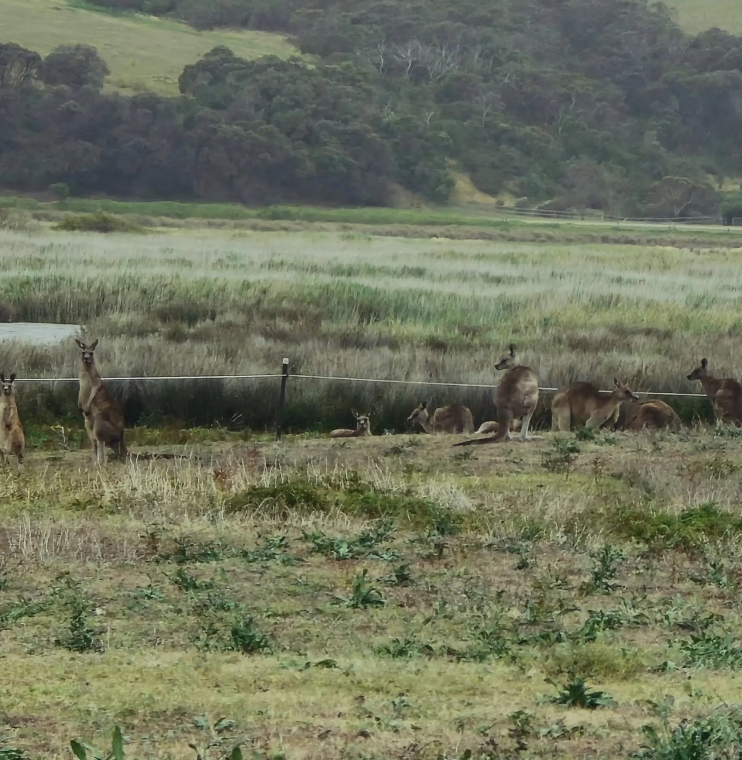 Great Ocean Road Boxing Day traffic